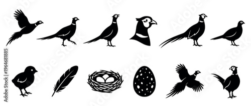 Pheasant bird silhouette vector set featuring adult birds, a chick, feather, nest, and eggs for design.