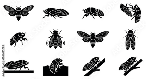 Cicadas insect bug silhouette vector icons set showing various stages and poses of the noisy summer creature.