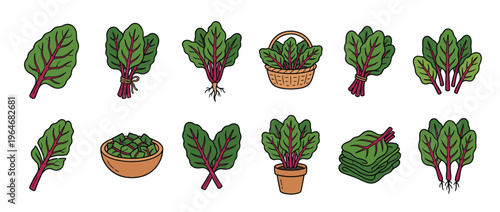 Swiss chard illustrations set featuring various forms like bunches, single leaves, chopped, and potted for healthy eating concepts.