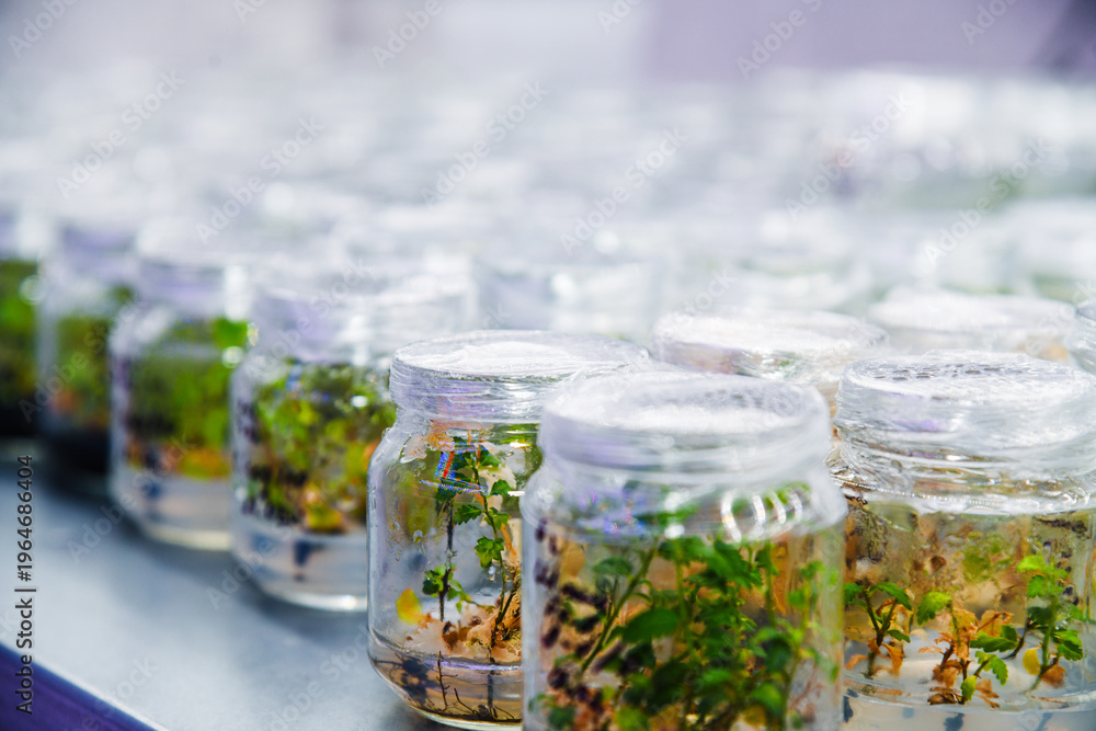 Fotografie Growing seedlings in laboratory tubes