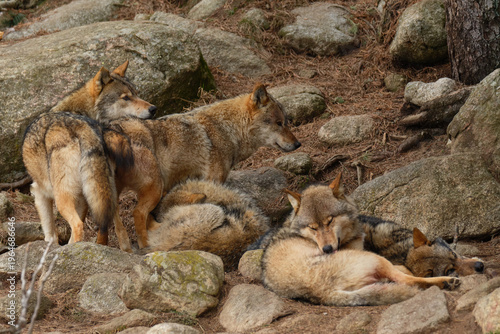 Εκτύπωση καμβά Several gray wolves resting together among rocks in natural habitat