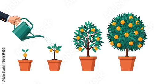 Growth of an orange tree from seedling to maturity being watered