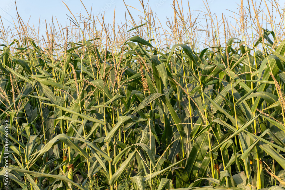 Fototapeta premium Tall Corn Plants Grow in a Field Under the Bright Sky During Summer