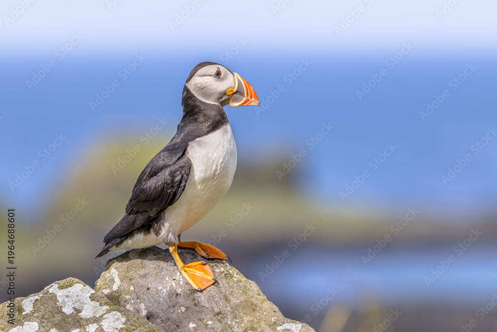 Fototapeta premium Atlantic Puffin resting on rock on blue background