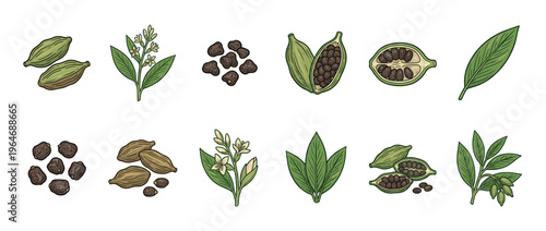 Cardamom pods, seeds, leaves, and flowers illustration set showcasing the aromatic spice plant elements in a detailed botanical drawing style.