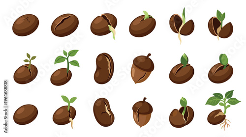 Coffee beans, acorns, seeds, sprouts, plants illustrating the complete germination and growth process from initial seed to young seedling.