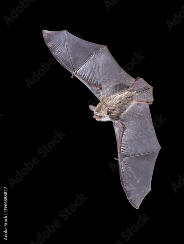 Natterer's Bat Swarming at Winter Roost Site, Overijssel, Netherlands