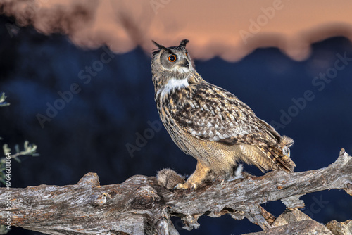 Eurasian eagle owl with rabbit prey at night