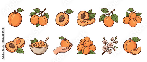 Apricots fruit illustration set featuring whole, halved, sliced, and clustered fruits with leaves and blossoms.