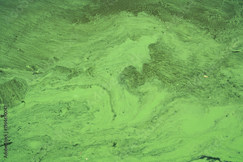 Photos Green algae bloom pattern on water surface with dark organic matter swirls and textures
