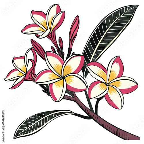 frangipani colorful on white background