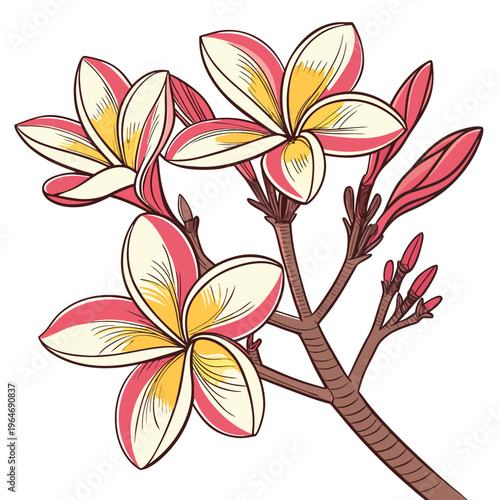 frangipani colorful on white background