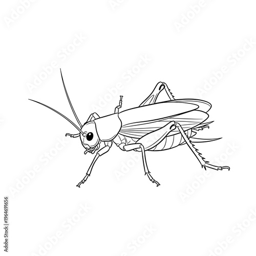 Billede på lærred Cricket insect vector illustration, black and white line art of a grasshopper, d