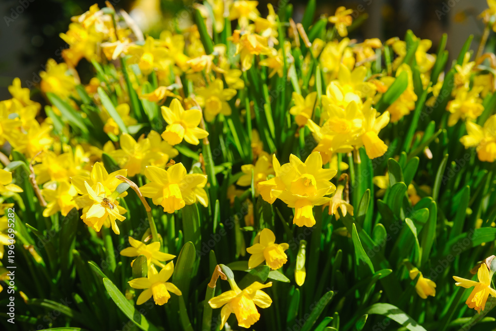 Obraz premium Field of yellow daffodils blooming in sunlight