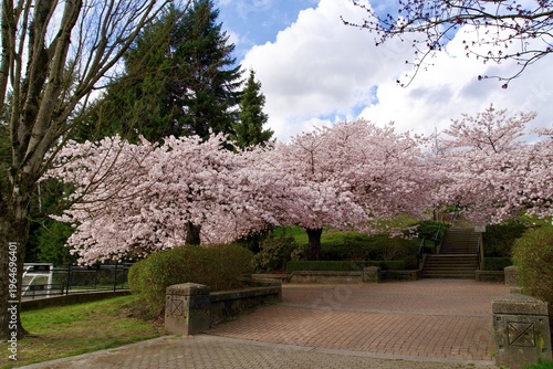 Spring has sprung in the park nearby. Cherry blossoms in full bloom!