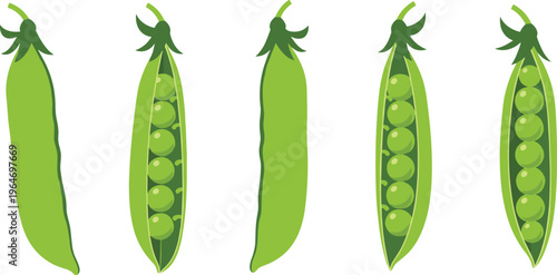 Green pea pods vector collection. Whole and opened pods with fresh peas inside. Organic vegetable illustration for healthy food design, farming visuals, and cooking concepts.