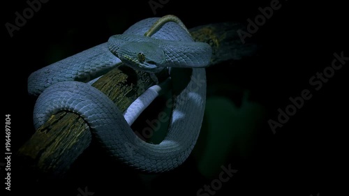 Blue color variant of Trimeresurus insularis , Indonesian or Lesser Sunda Islands pit viper, Sunda white-lipped or Red-tailed pit viper, also popularly Blue pit viper, venomous snake from Indonesia.