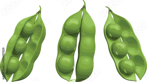 Green pea pods vector set. Fresh peas in open and closed pods. Organic vegetable illustration for healthy food design, farm produce visuals, and cooking concepts.