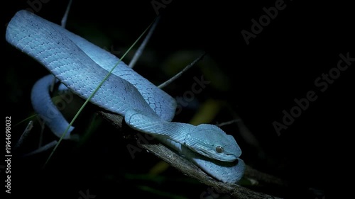 Blue color variant of Trimeresurus insularis , Indonesian or Lesser Sunda Islands pit viper, Sunda white-lipped or Red-tailed pit viper, also popularly Blue pit viper, venomous snake from Indonesia.