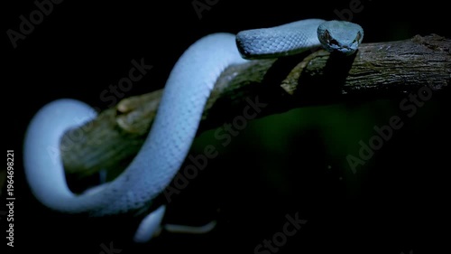 Blue color variant of Trimeresurus insularis , Indonesian or Lesser Sunda Islands pit viper, Sunda white-lipped or Red-tailed pit viper, also popularly Blue pit viper, venomous snake from Indonesia.