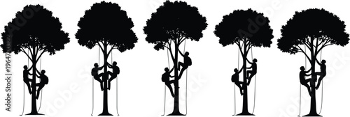 Tree climbing silhouettes with rope access showing arborist workers performing maintenance, pruning, inspection, outdoor activity, safety techniques, professional tree care concept