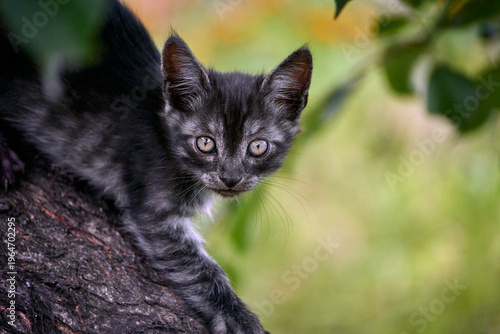 Cute little kitten climbing on a tree in a garden