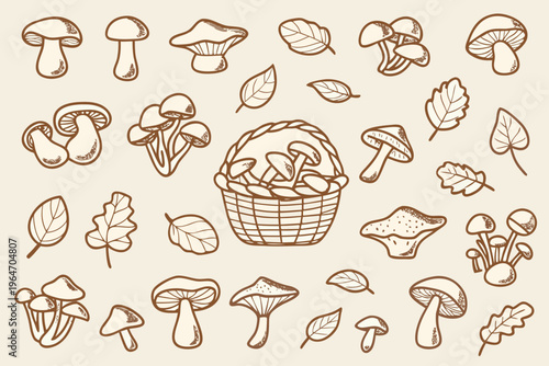 Sketch of various mushrooms leaves and a woven basket arrangement