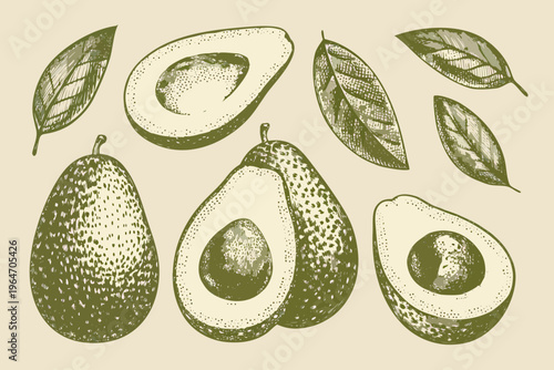 Vintage illustration of avocados with cut sections and surrounding leaves