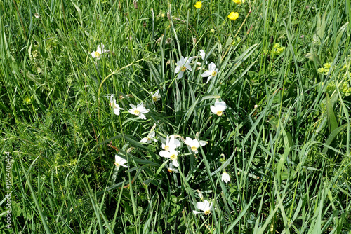 Un champ de narcisses