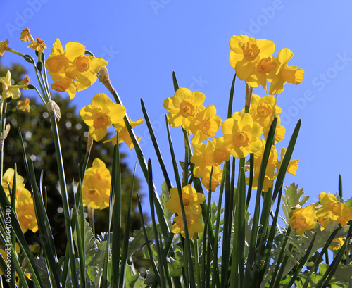 jonquilles sous le ciel bleu et le soleil