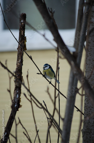 Blue tit