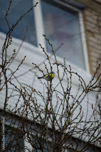 Blue tit