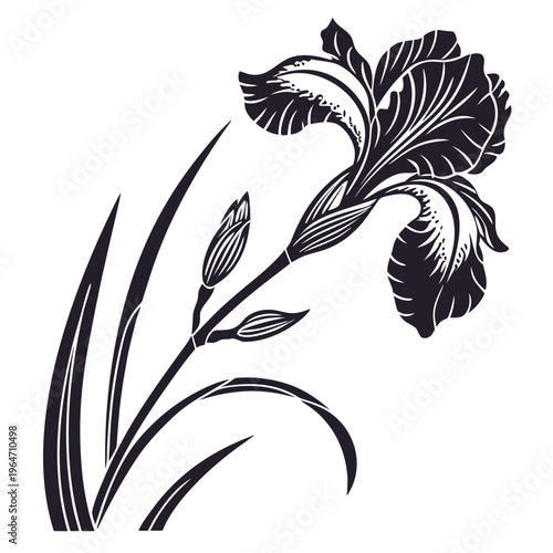 dutch iris silhouette on white background