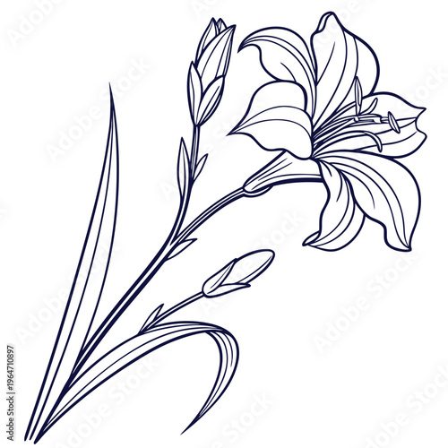 dutch iris vector