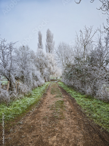 Sentier de campagne bordé d'arbres couvers de givre en hiver