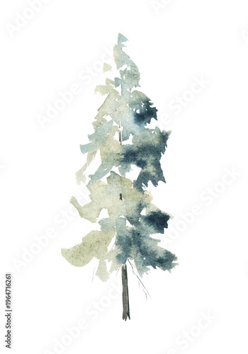 Watercolor of a solitary conifer  tree, on white background