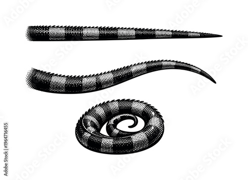Green iguana tail, long muscular iguana tail with scale texture shown straight, gently curved, and tightly curved positions as three views. Black and white dot