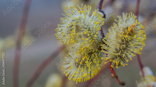 Early spring flowers are covered with dew