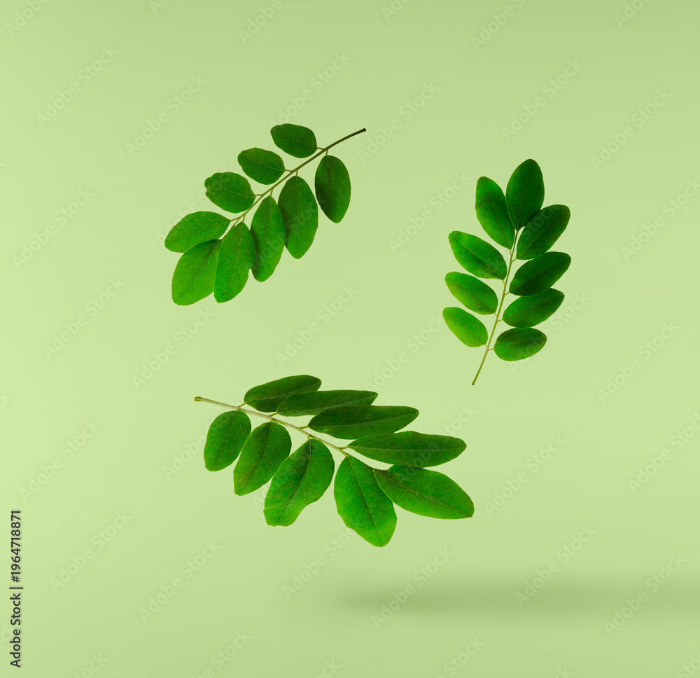 Obraz premium Flying green leaves of acacia isolated on a pastel green background. Spring floral levitation concept, beautiful nature composition