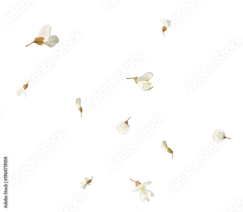 Flying beautiful acacia flowers isolated on a white background. Spring floral levitation concept, beautiful nature composition
