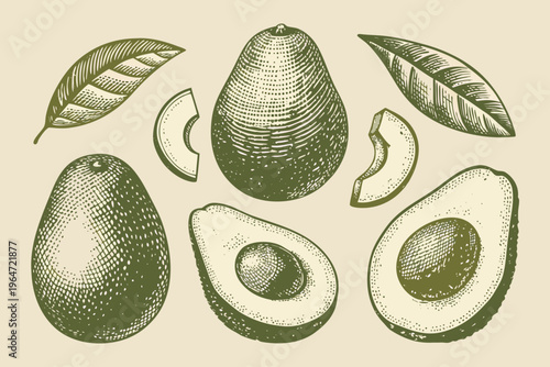 Vintage style illustration of avocados slices and leaves displayed together
