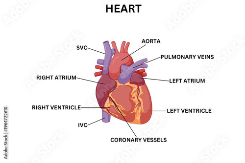 Foto Human Heart Anatomy Illustration – Cardiac Structure and Circulatory System Diag