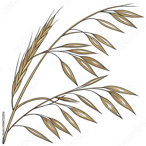 Brown wheat branch with leaves on white background