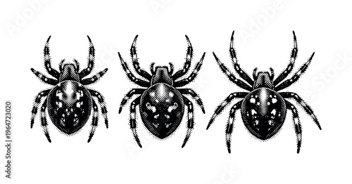 Orb weaver spider dorsal view. A realistic orb weaver spider viewed from above is depicted as one object shown in three views highlighting abdomen shape,
