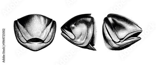 Mackerel gill cover, close-up of mackerel operculum with realistic texture and contour shown from front view, side view, and angled perspective. Black and