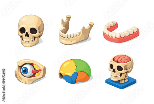 AnatomySkull. Isometric flat vector icons set of AnatomySkull: frontal skull view, jaw bone, teeth row, eye socket detail, cranial plate section, skull anatomy