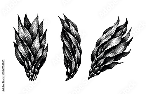 Kelp forest blade cluster A realistic kelp blade cluster shown as a single object in three views: front layered view, side overlapping view, and angled