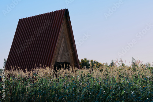 barn and blue sky with corn field