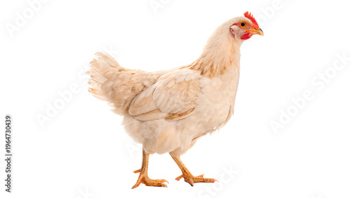 White chicken stands on a plain background with its feathers ruffled and posture upright while looking around for food