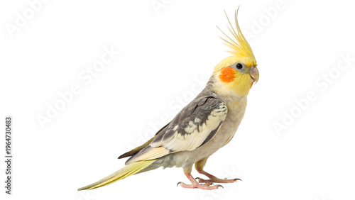 Photography full body cockatiel in profile looking right isolated on transparent background